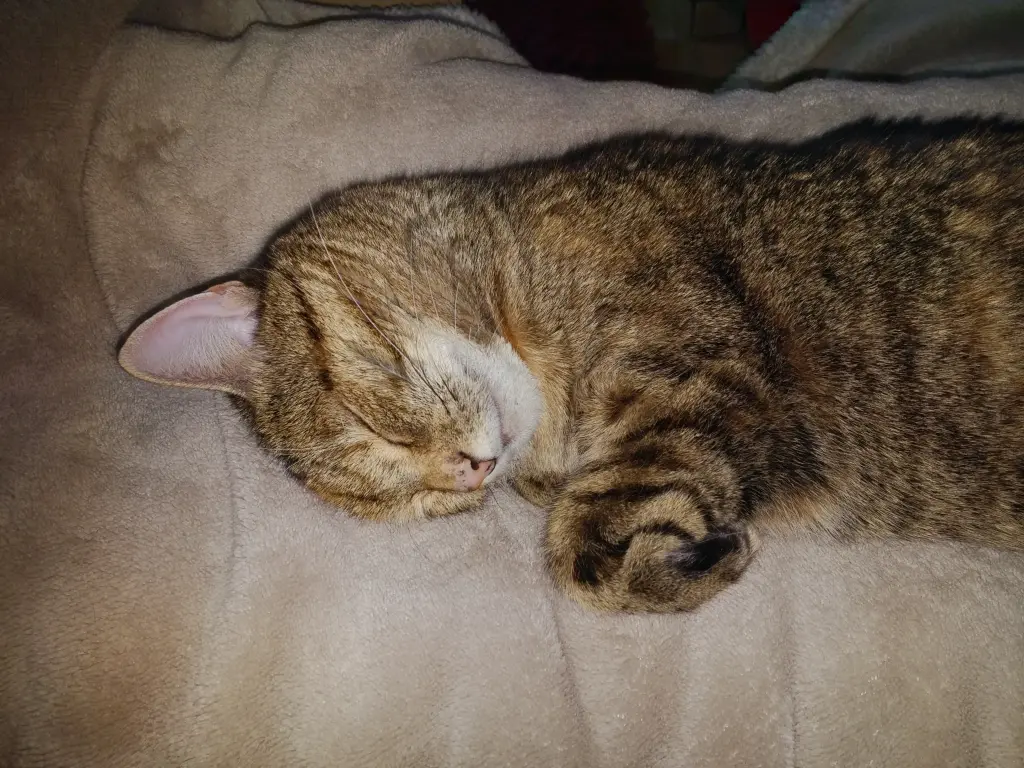 Andachtsbild von Pauline für Engelchen Katzi ♥️