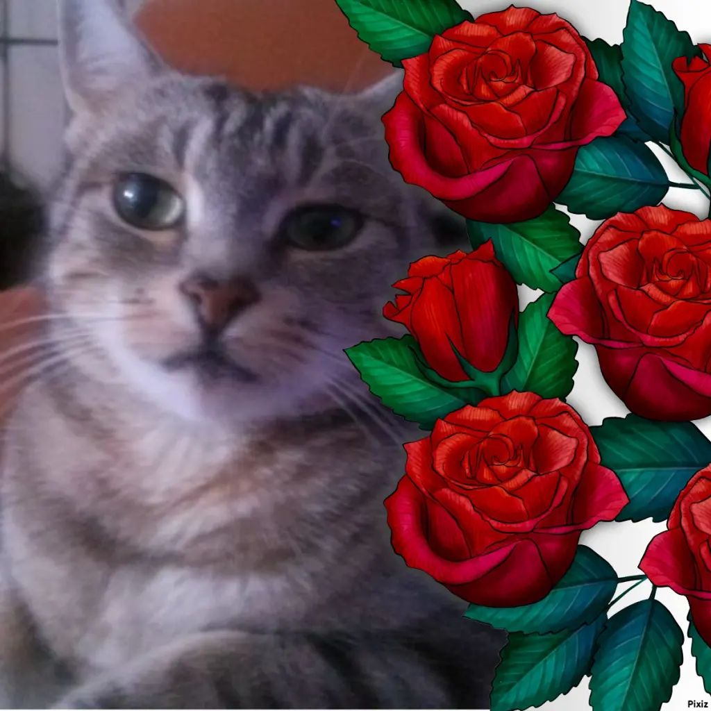 Andachtsbild von Sternchenpost ⭐️