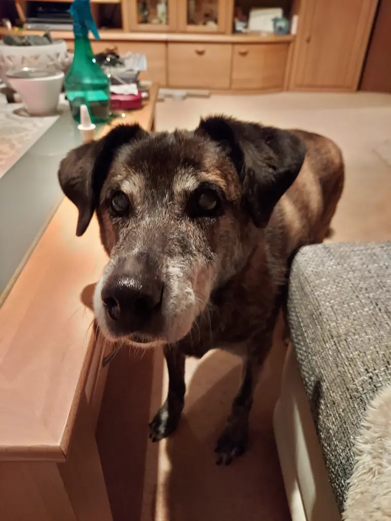 Andachtsbild von Gabi mit Max gest.20.11.2020❣️