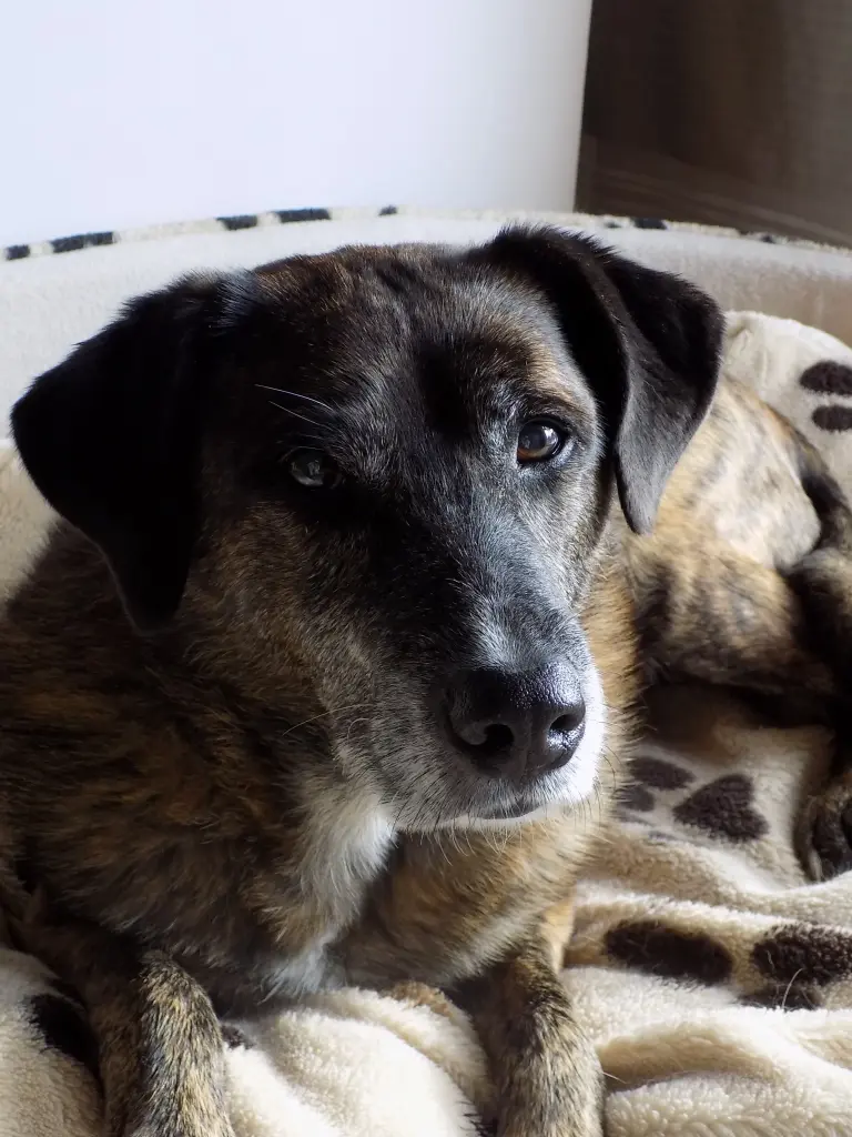 Andachtsbild von Gabi mit Max gest.20.11.2020❣️