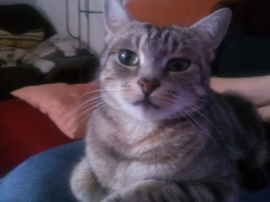 Bild von Katzi (Kira)