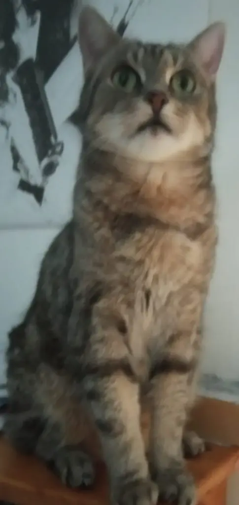 Bild von Katzi (Kira)