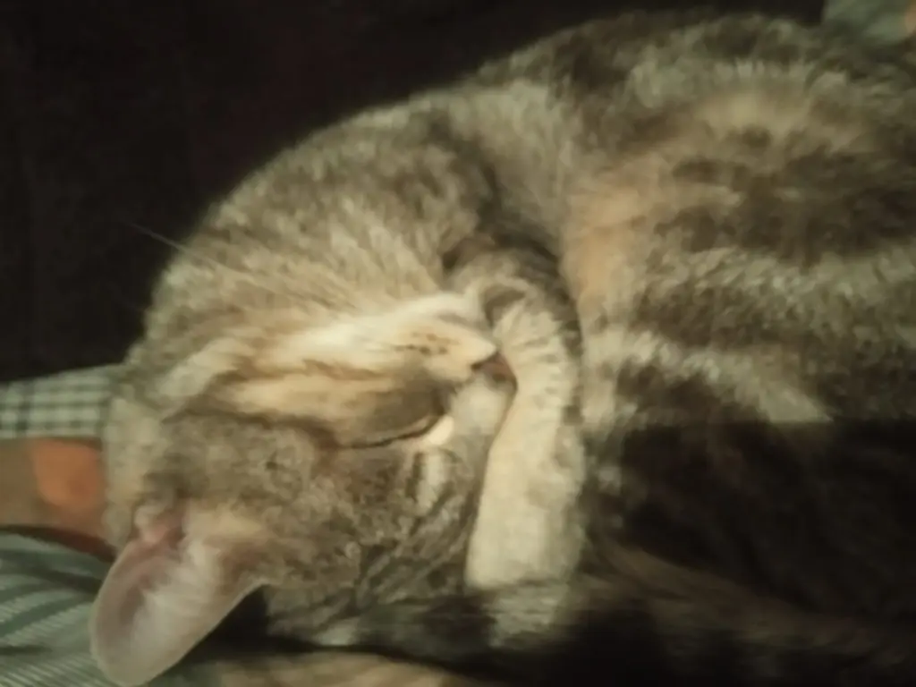 Bild von Katzi (Kira)