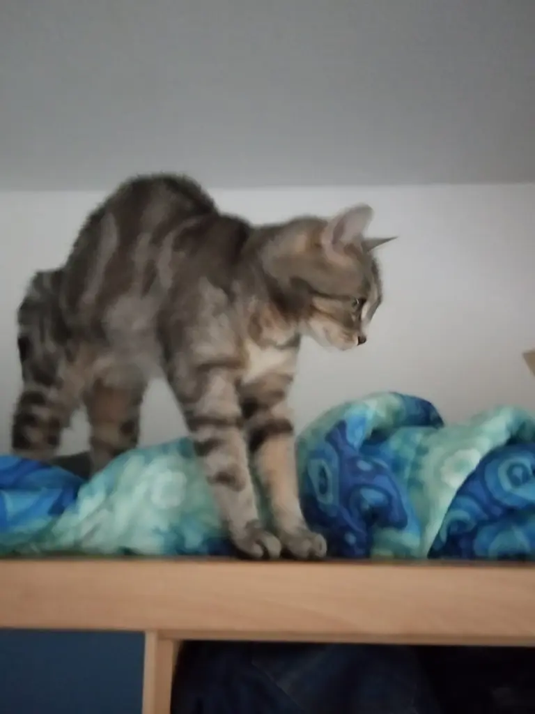 Bild von Katzi (Kira)