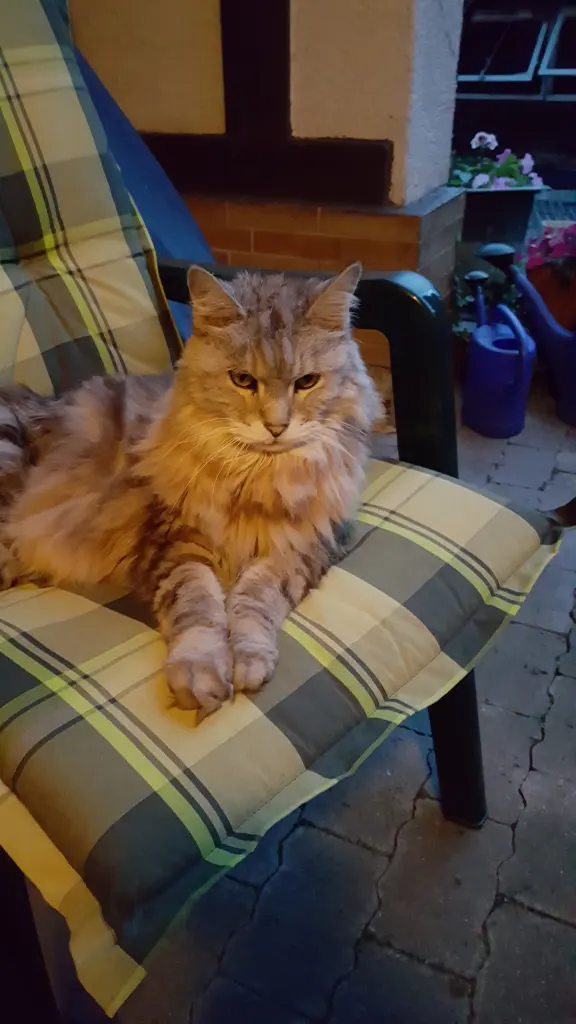 Condolence image of Für Leo ❤