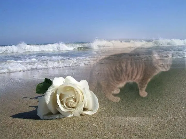 Condolence image of Gute Nacht❤️❤️❤️Mauschen❤️❤️❤️