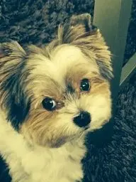 Bild von Daisy