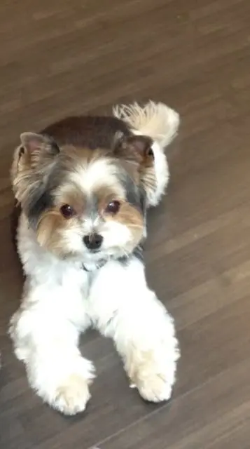 Bild von Daisy