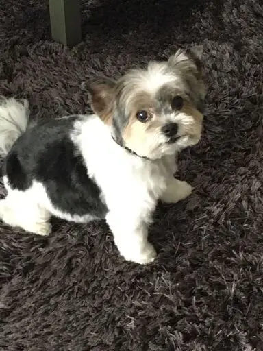 Bild von Daisy