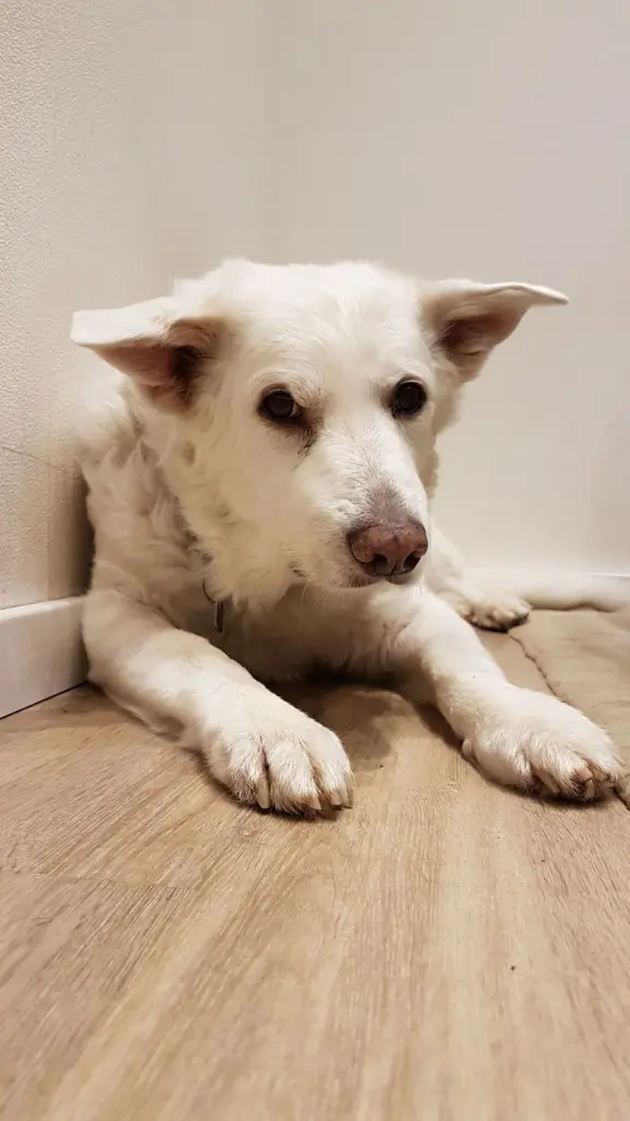 Andachtsbild von Katrin