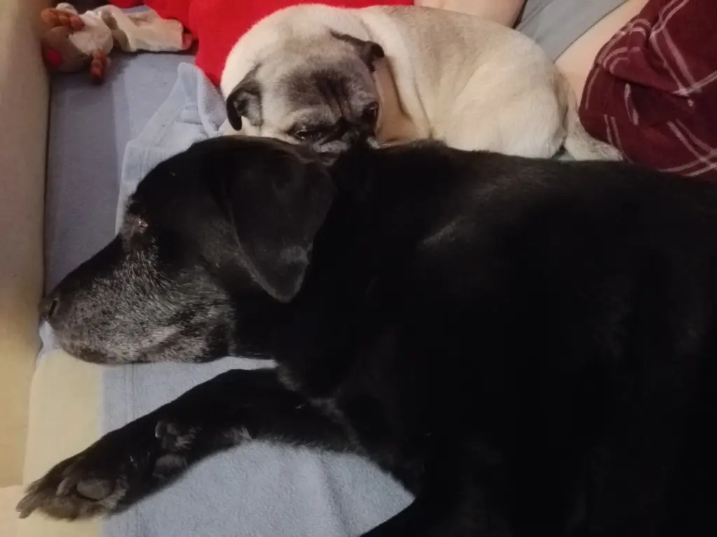 Condolence image of Marion mit Kira und Chicca für immer und ewig im Herzen♥
