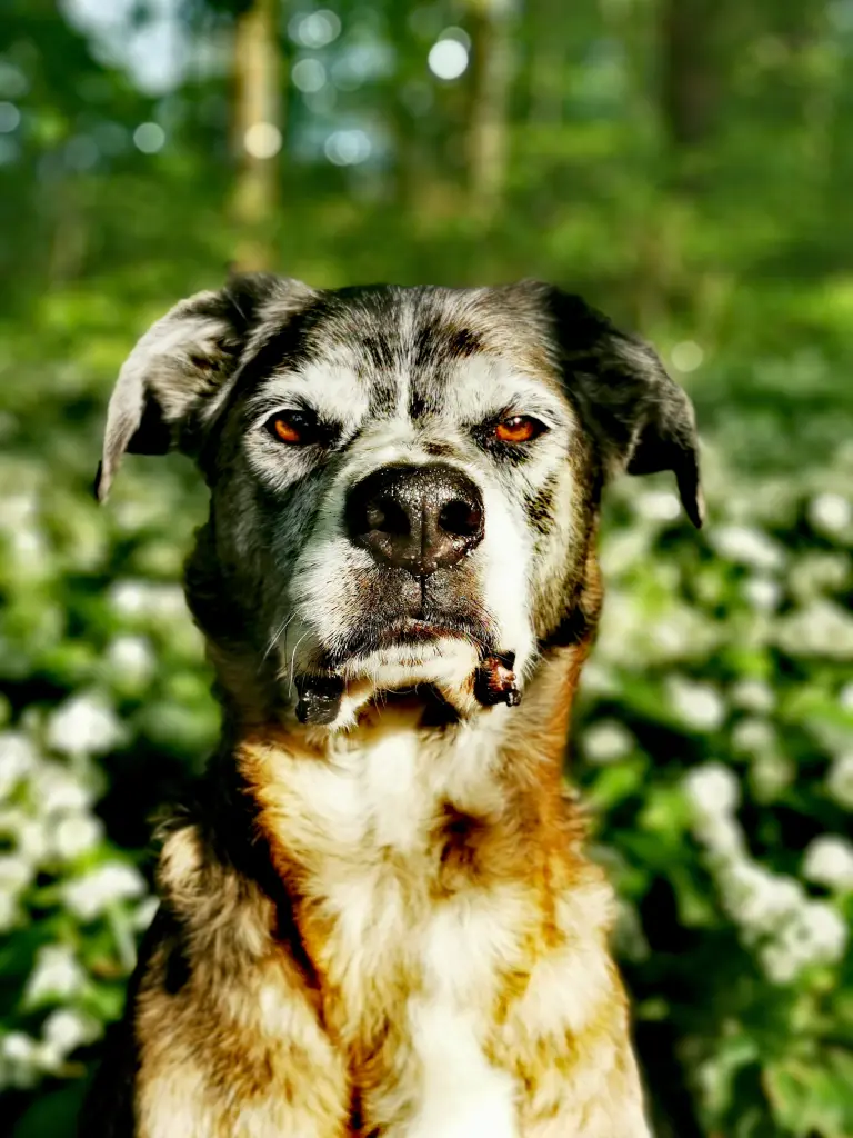 Image from Tigger