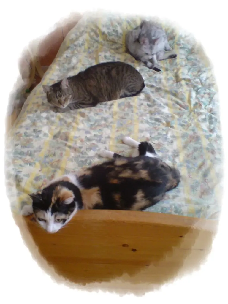 Image from Nelli