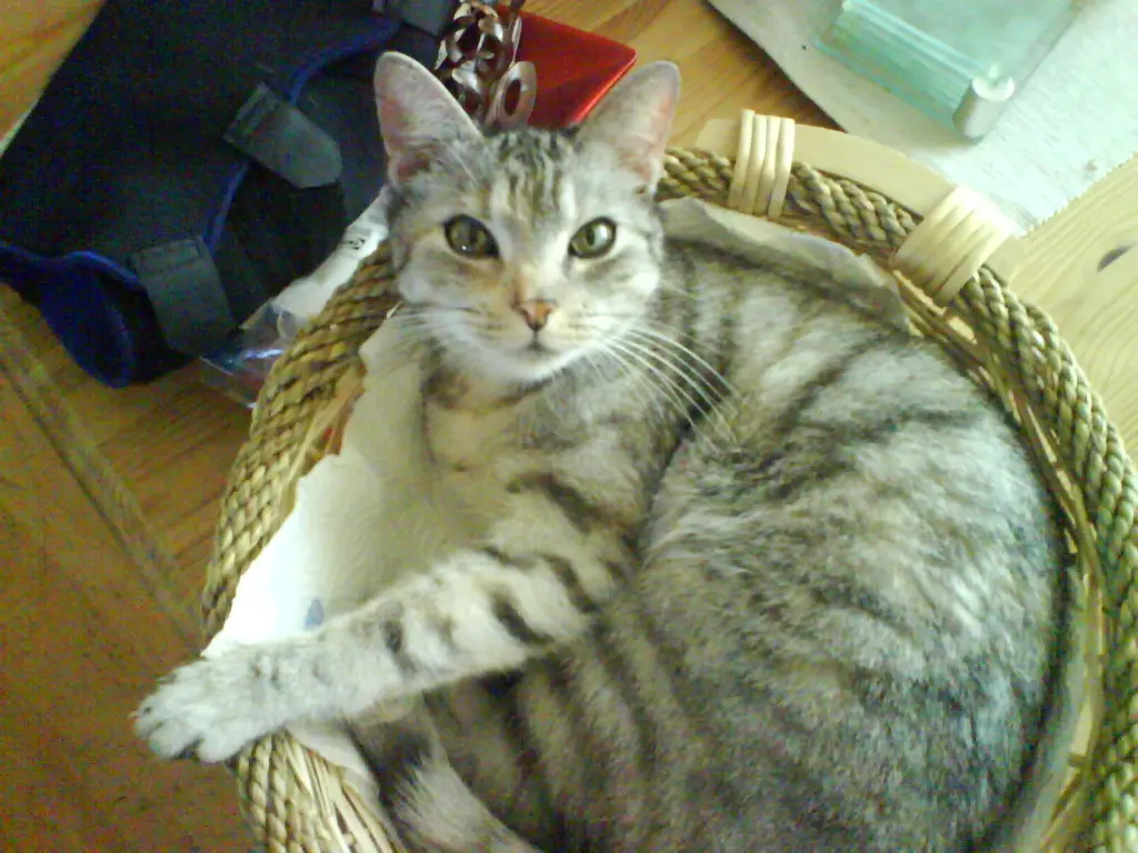 Image from Nelli