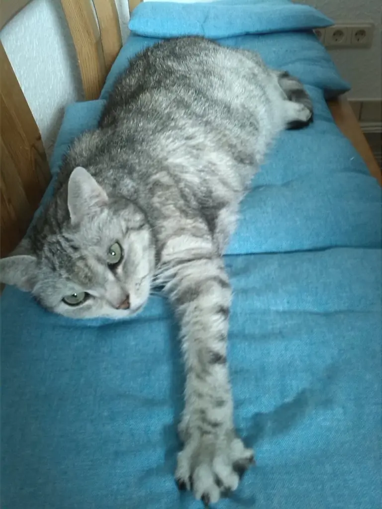 Image from Nelli