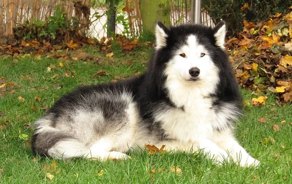 Image from Odin
