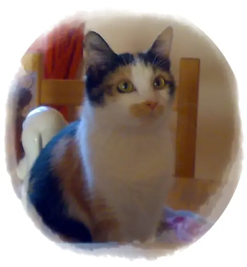 Image from Emmie