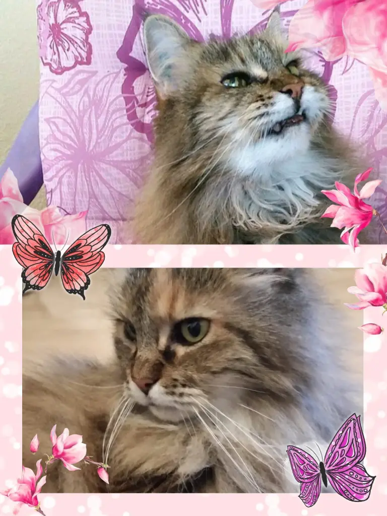 Condolence image of Julia