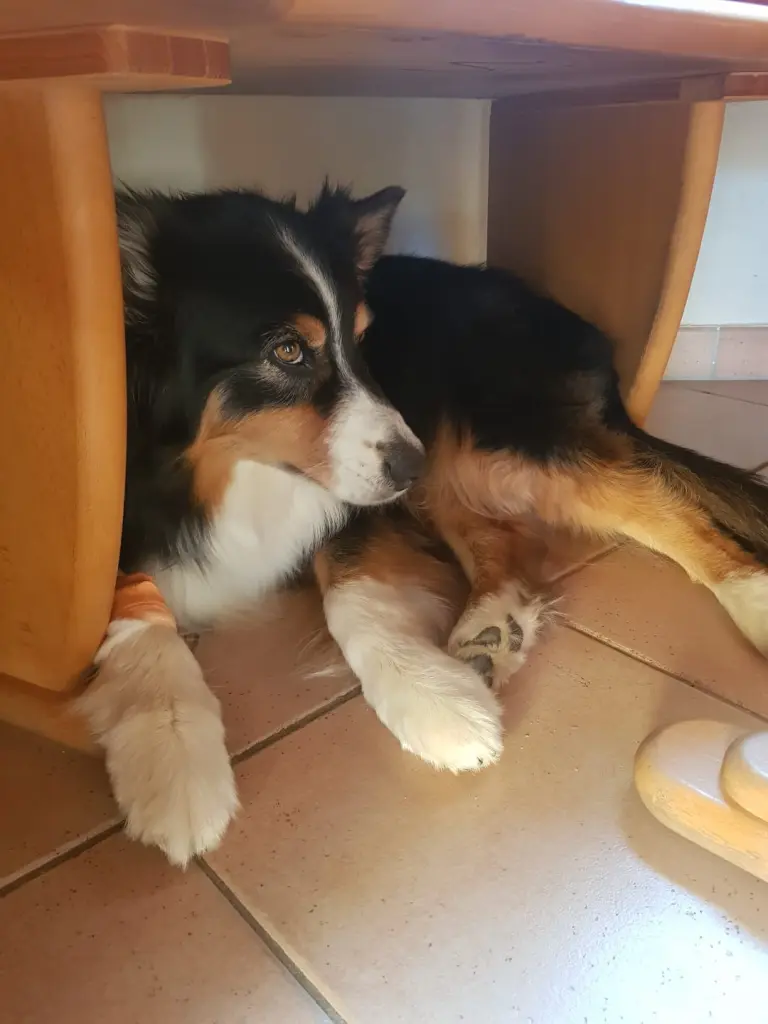 Image from Boomer