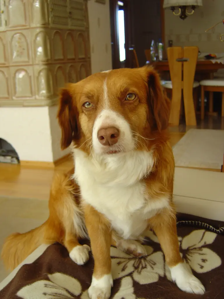 Image from Laika