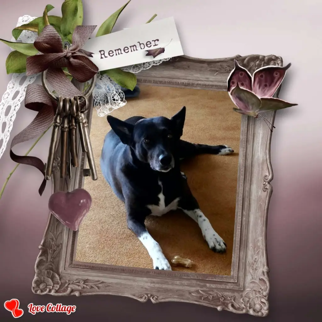 Image from Saphira