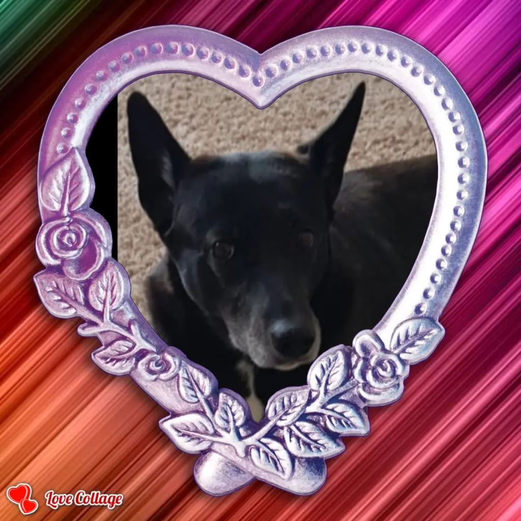 Image from Saphira