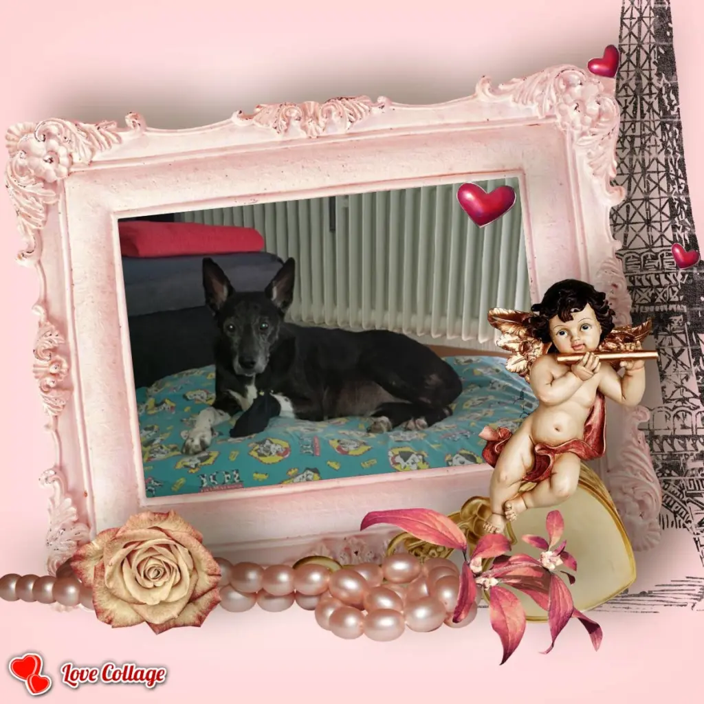 Image from Saphira