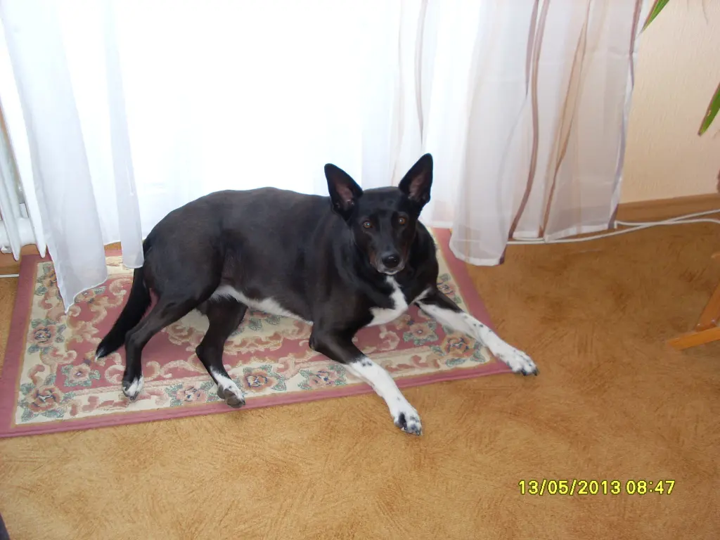 Image from Saphira