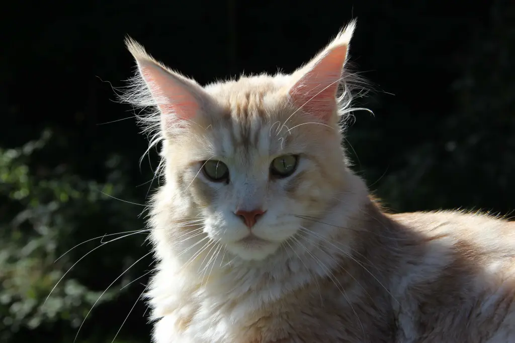 Image from Odin