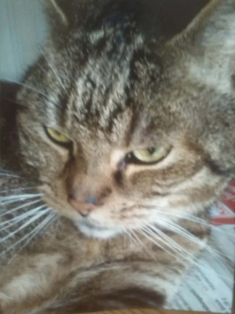 Image from Orli