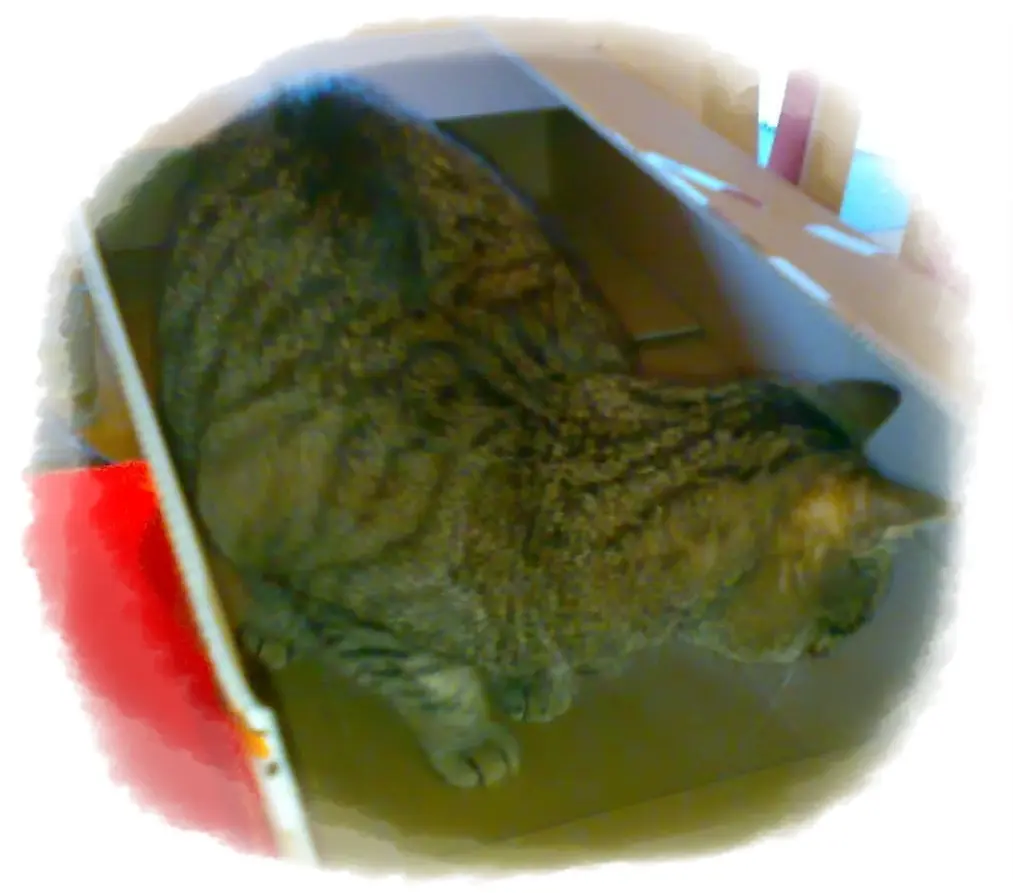 Image from Orli