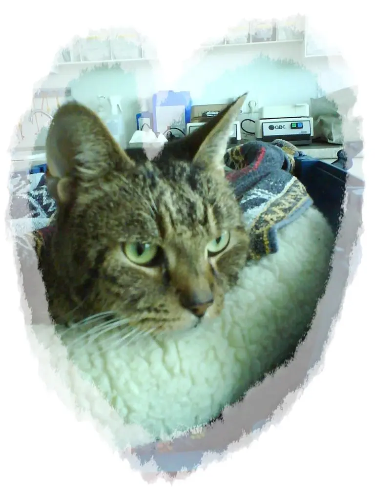 Image from Orli