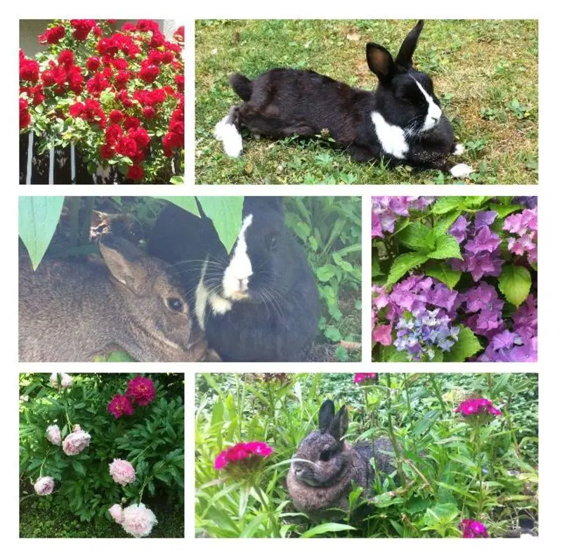 Andachtsbild von Rosen für Kenia