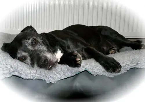 Bild von Prinzessin \"Bonny Bohne\"