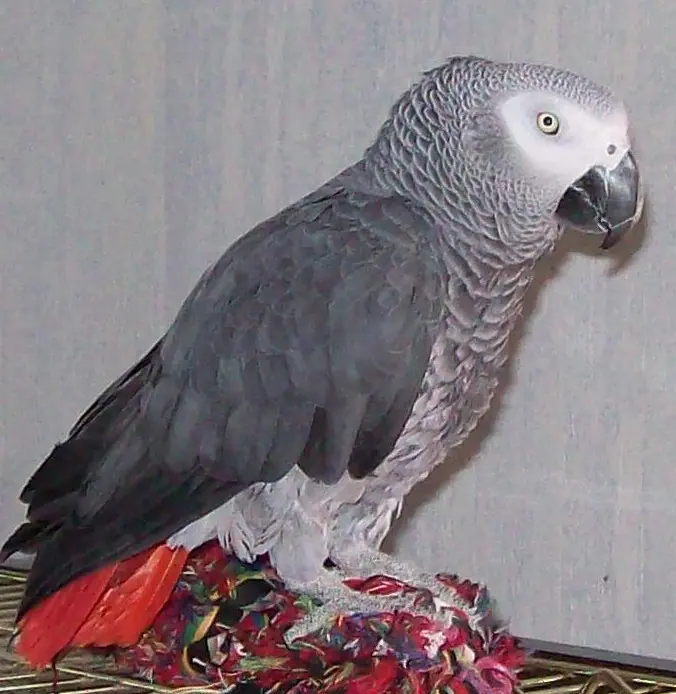 Image from Cico