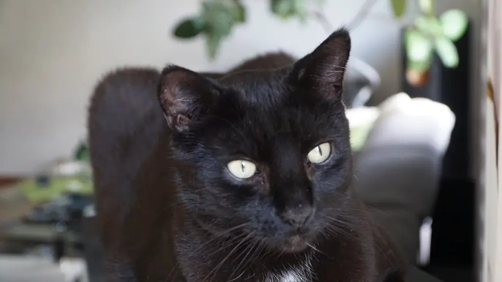 Condolence image of Jessica mit Clarence im Herzen