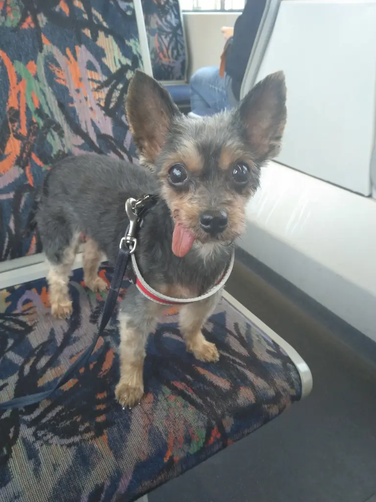 Image from Püppi