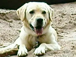 Andachtsbild von Claudia