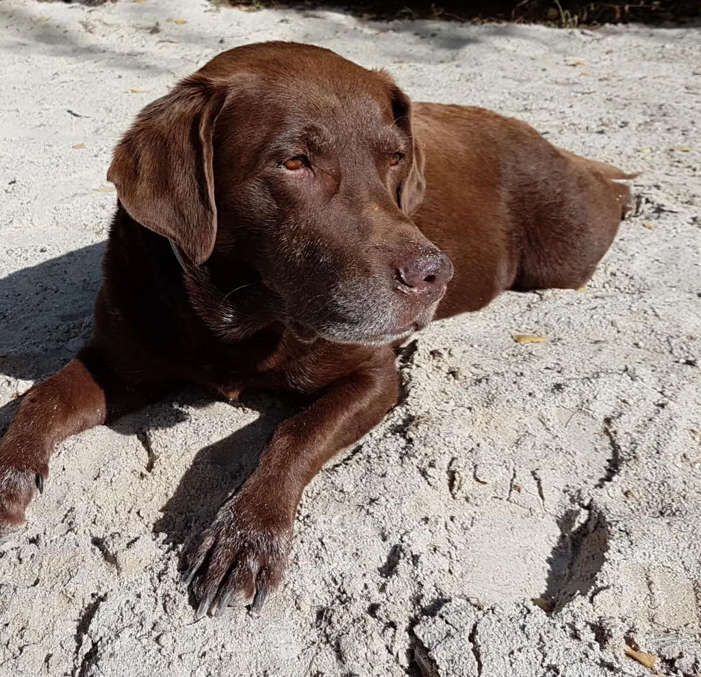 Andachtsbild von Silvana