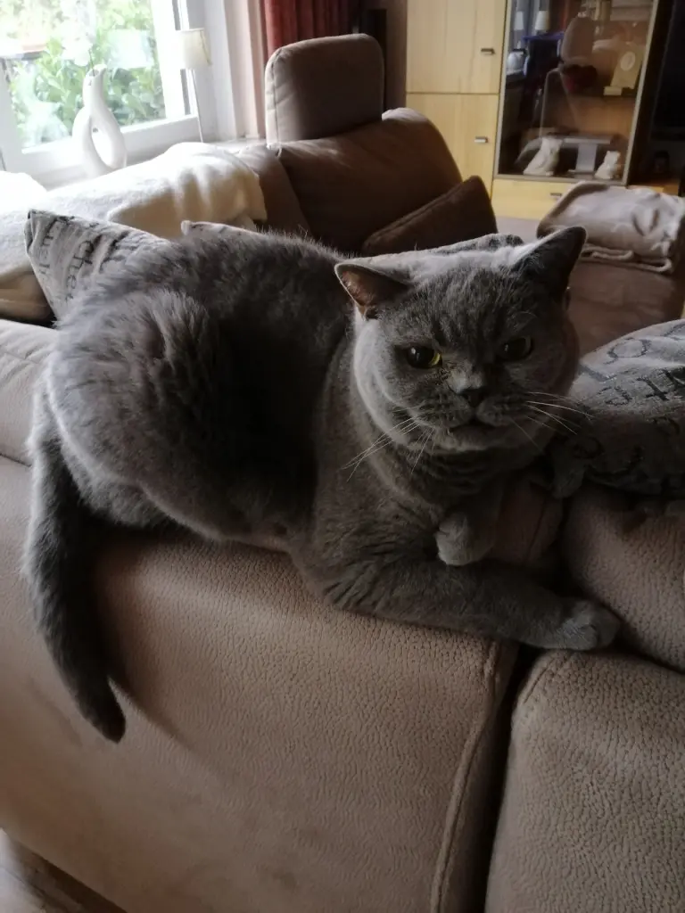 Bild von Rocky (Hannes)