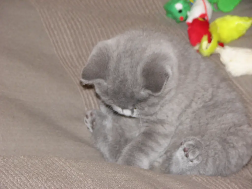 Bild von Rocky (Hannes)