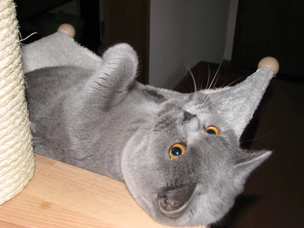 Bild von Rocky (Hannes)