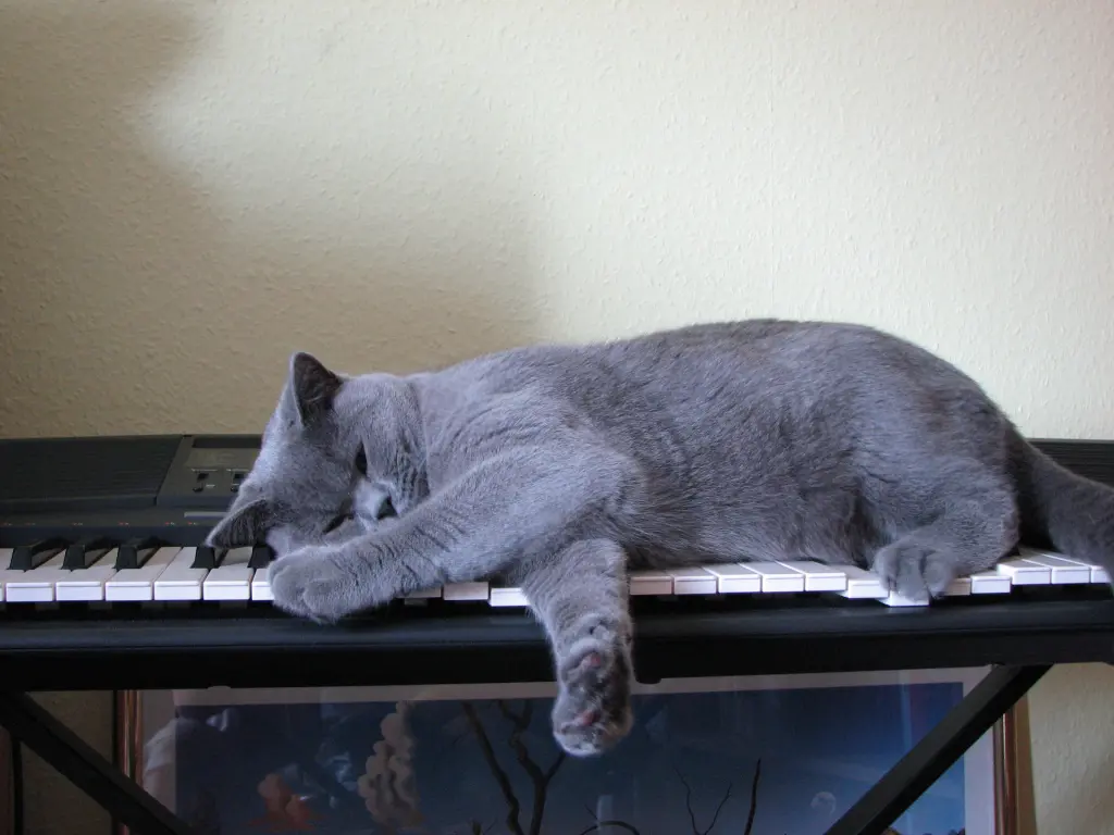 Bild von Rocky (Hannes)