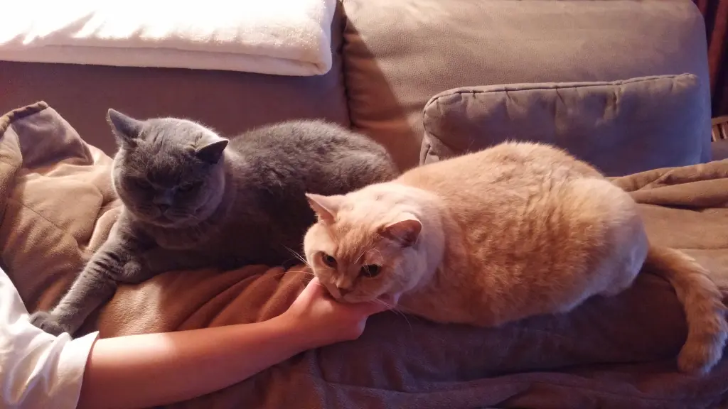 Bild von Rocky (Hannes)