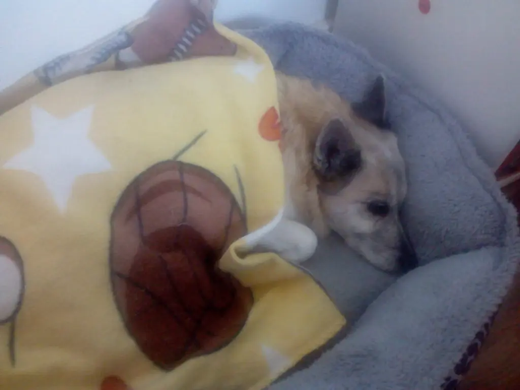 Image from Kira