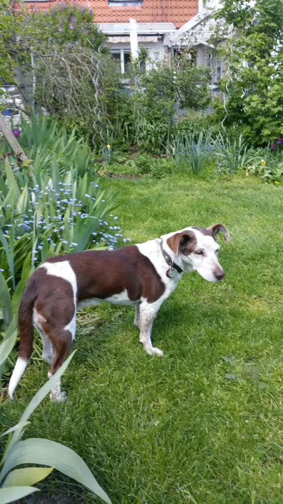 Image from Dorle