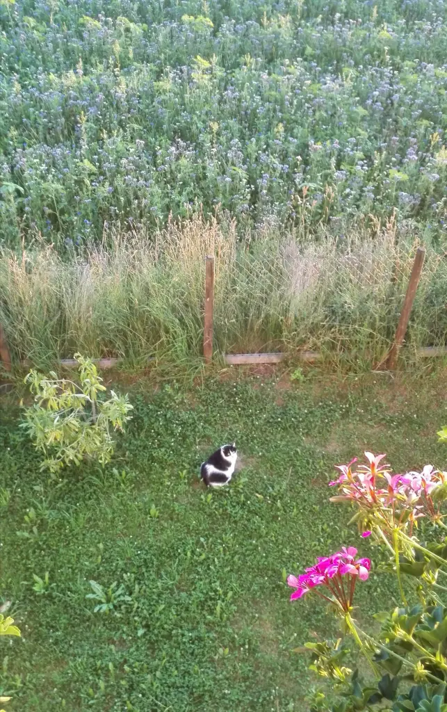 Image from Spiky
