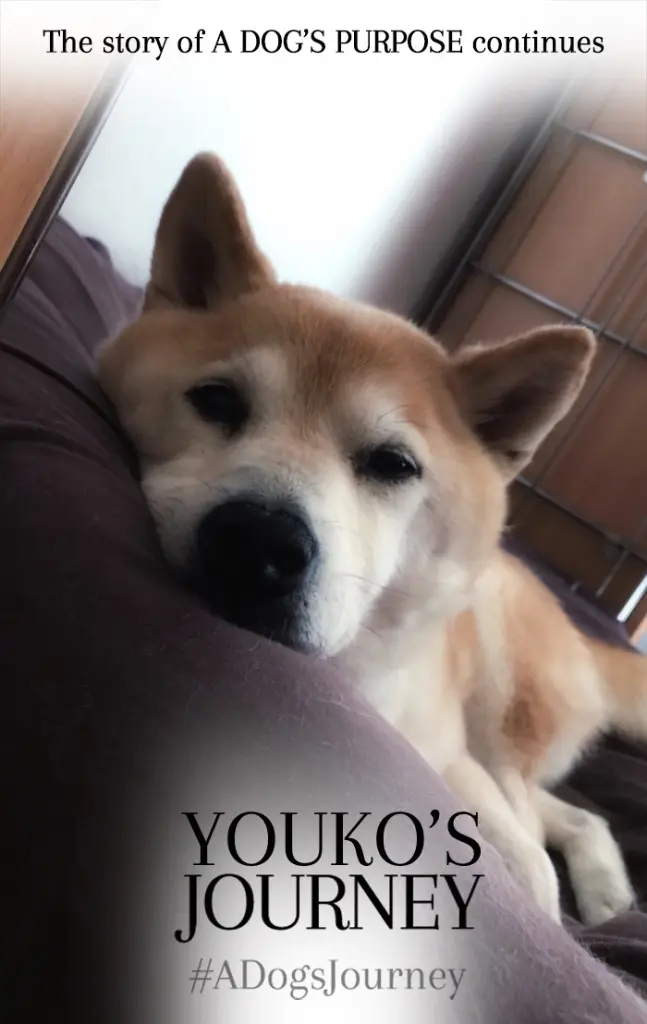 Condolence image of Claudia mit Youko im Herzen 