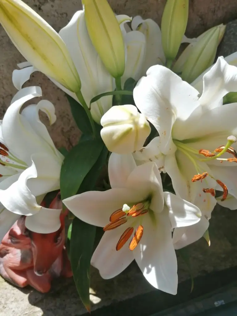 Condolence image of Andrea