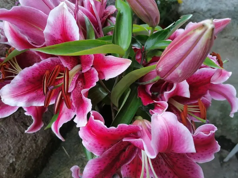Condolence image of Andrea